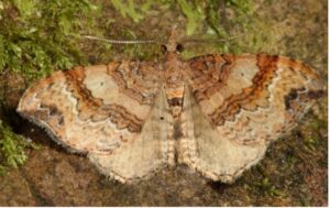 Homodotis Megaspilata