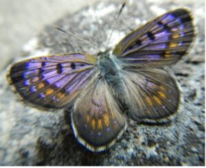 Lycaena Boldenarum